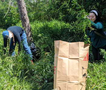 Interns pulled weeds at 9th Street Meadow on Codornices Creek